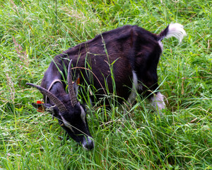 Black domestic goat Capra aegagrus hircus with long horns and white markings feeds on fresh grass in a lush summer pasture. Detailed livestock image illustrating grazing behavior, extensive farming, n © Volha