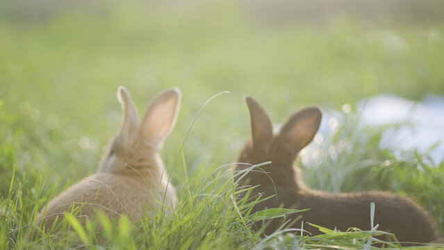 Two rabbits rest in a lush green field. The rabbits enjoy the warm sunlight while surrounded by tall grass and soft earth.