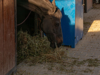 The horse is eating hay © Лідія Шахін