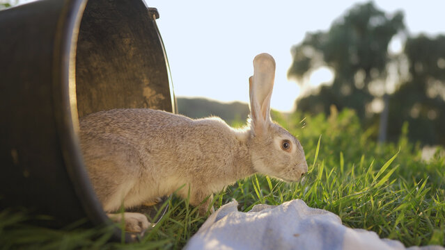 A rabbit emerges from a bucket on green grass as sunlight illuminates the scene. The rabbit explores its surroundings near the bucket, looking curious and alert.