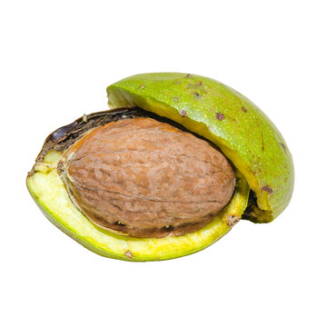 Food photography template - whole organic walnuts with green husk, isolated on transparent or white background png