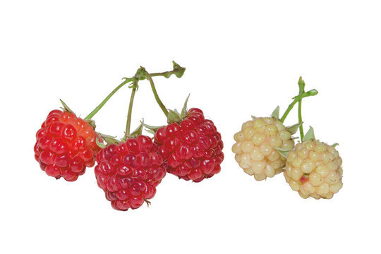 Fruit food photography - Red and white raspberries, isolated on transparent or white background png