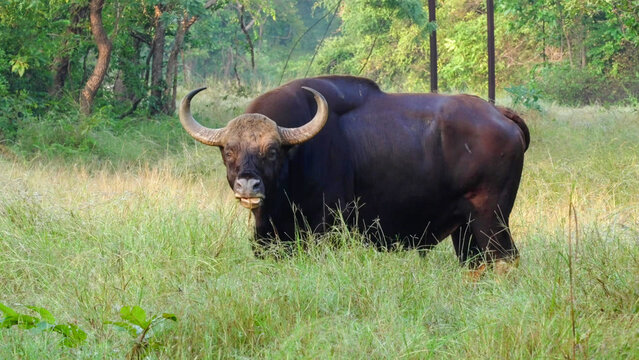 Gaur bull grazing in the grasslands of Tadoba National Park, India - the world's largest wild bovine species