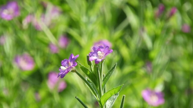 【4K】里山の水辺に咲くオオアカバナ（アカバナ科）：可憐なピンクの小花と瑞々しい湿原風景。青森の豊かな自然を捉えたボタニカル映像素材　[4K] Epilobium pyrricholophum (Willowherb) Wildflowers Blooming by Satoyama Stream: Pink Wetland Flora B-roll in Aomori撮影日：20260727-1