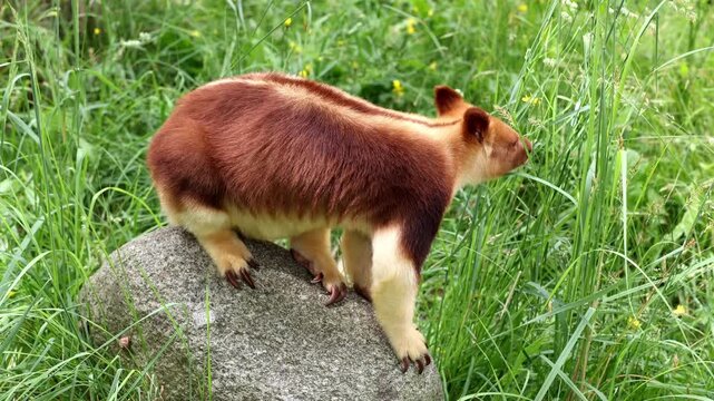 Goodfellow's tree-kangaroo on the big grey stone amidst green grass