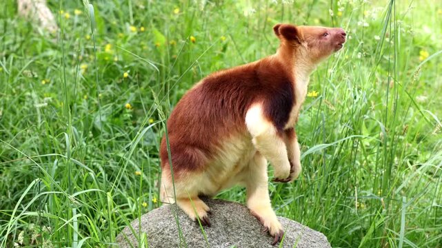 Goodfellow's tree-kangaroo on the big grey stone amidst green grass