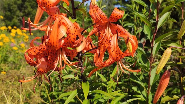 Tiger lily flower showcasing its characteristic orange-and-black coloration and elegant curved petals. 