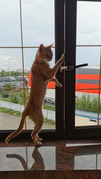 Orange Cat Intrigued By The Outside View From A Window Pane