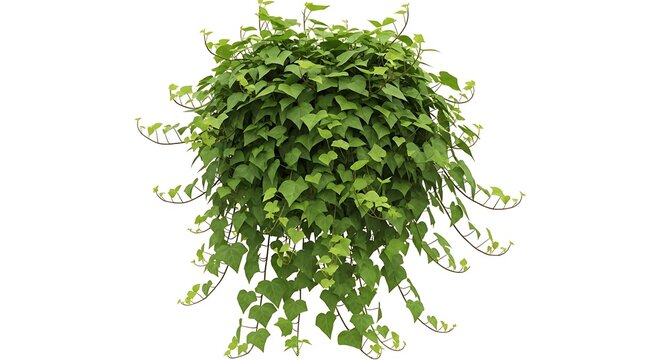 Lush green hanging ivy plant in full bloom