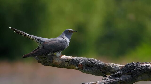Common cuckoo bird perched on weathered branch in blurred green background, detailed shot.