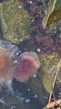 Close-up video of a Blue Jellyfish (Cyanea lamarckii) drifting gently among seaweed in shallow coastal water on the southern coast of Norway. Natural marine wildlife footage.