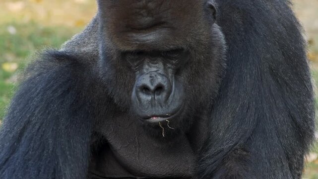 Large silverback gorilla eating small green plants outdoors while holding food in hand cinematic footage.