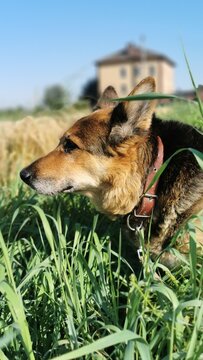 Alert Dog In Lush Green Grass By Beautiful House Under Clear Blue Sky