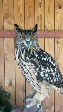 Eagle owl perched on wooden stump with bright orange eyes
