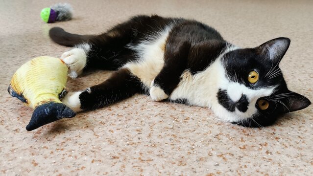Stylish Cat Playing With Toy Fish On The Floor, Full Of Curiosity