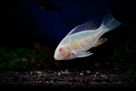 Albino Heckelii (Acarichthys heckelii albino variant)