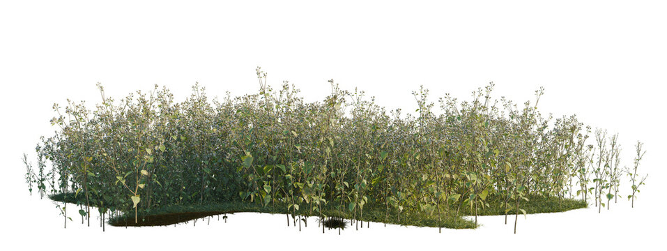 Ageratum conyzoides tree shrub, plant bush, cutout, isolate transparent background, Dense Green Shrubbery with Blossoms - Nature Background for Graphic Design Projects