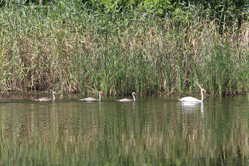 Adult swan and cygnets swim together in a calm lake surrounded by reeds © Pavlo Klymenko