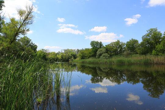 Serene river landscape with lush green reeds and reflections on a clear day
