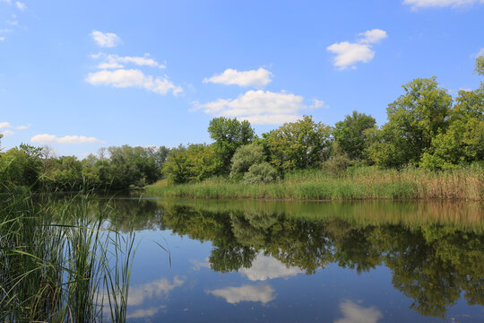 Serene riverbank with lush green trees and reflections on the water