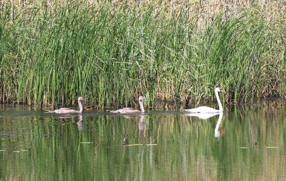 Adult swan and cygnets swim together in a calm lake surrounded by reeds