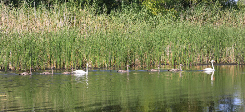 Family of swans swimming in a calm lake surrounded by tall green reeds