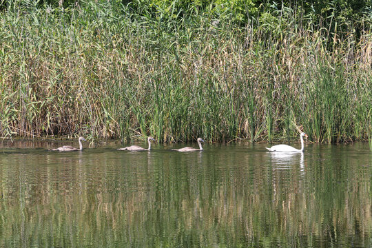Adult swan and cygnets swim together in a calm lake surrounded by reeds
