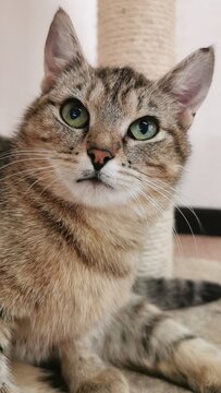 Gorgeous Tabby Cat Staring Intently, Capturing Attention With Its Beauty.