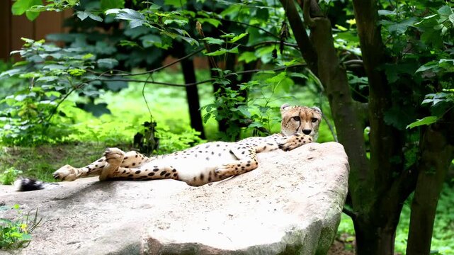 Cheetah lying and resting on the rock