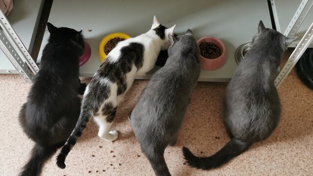 Four Cats Eating Together From Bowls In Cozy Indoor Space With Harmony And Community