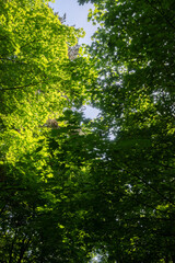 Fototapeta premium Vertical view looking up through a dense green forest canopy, revealing patches of bright blue sky. Great for forest bathing, nature therapy, woodland wallpapers, and calm backgrounds.