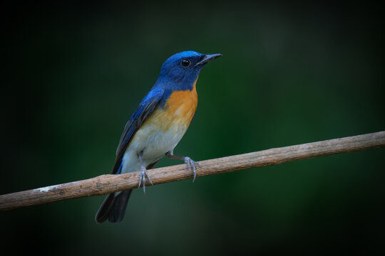 Blue Throated Flycatcher 