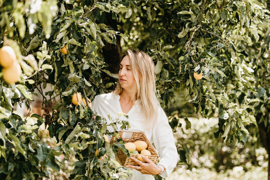 Smiling woman holding fresh lemons while sitting under a lemon tree in a sunny orchard