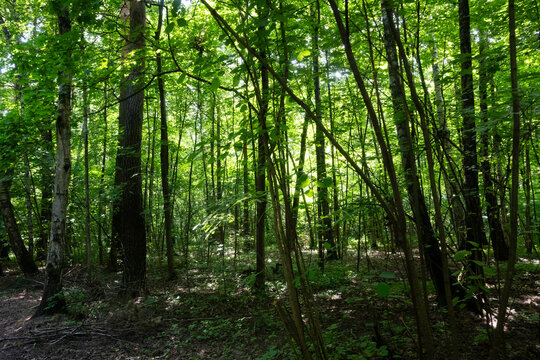 Horizontal view of a bright green woodland with slender trees and lush foliage, bathed in strong summer sunlight. Great for forest bathing, nature photography, and vibrant nature wallpapers.