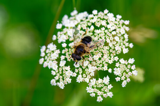Wald-Mistbiene (Eristalis pertinax )	