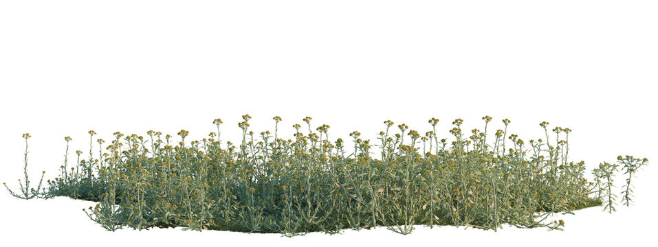 Gnaphalium affine tree shrub, plant bush, cutout, isolate transparent background, 3D Render of Yarrow Plant Bush - Detailed Digital Model for Landscape and Botanical Designs