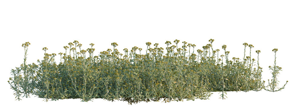 Gnaphalium affine tree shrub, plant bush, cutout, isolate transparent background, Dense field of golden yarrow flowers with green foliage, perfect for landscape and nature backgrounds.