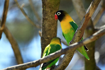Pair of Yellow Collared Masked Lovebirds Agapornis Personatus Perched on Tree Branch - Wildlife Photography at Badoca Safari Park Portugal © monkeybusiness.pt
