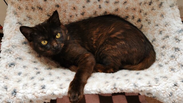 A Majestic Tortoiseshell Cat Lounging On A Cozy Blanket, Exuding Elegance And Charm.