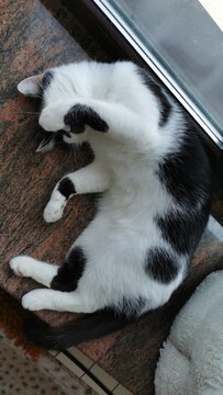 A Cat Relaxing In A Sunlit Area, Playful Paws And Soft Fur