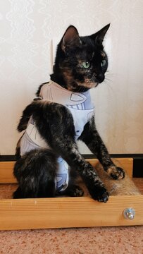 Adorable Tortie Cat In Cute Outfit Sitting Proudly On Cat Tree