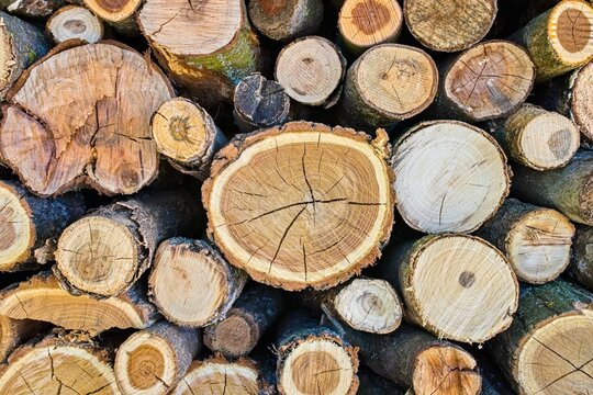 Full frame view of stacked wooden logs and tree trunks showing annual growth rings, bark, and natural cracks. High detail texture background for forestry, heating fuel, renewable bioenergy, winter pre