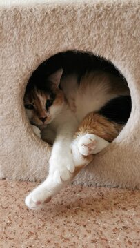 Calico Cat Resting In A Cozy Cat House, Ideal Space For Relaxation And Play