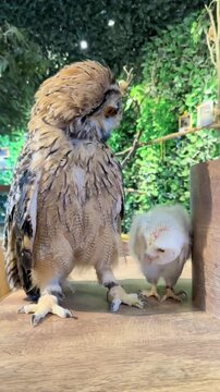 Large owl and small white owl standing together on wooden platform