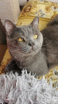 A Striking Portrait Of A Gray Cat With Captivating Golden Eyes Exuding Warmth And Charm.