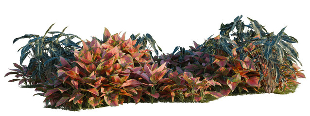 Aglaonema crete, Aglaonema lucky Red and Alocasia x mor tree shrub, plant bush, cutout, isolate transparent background © DH Tree Stock