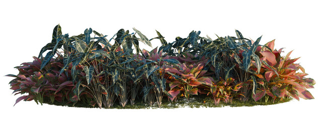 Aglaonema crete, Aglaonema lucky Red and Alocasia x mor tree shrub, plant bush, cutout, isolate transparent background © DH Tree Stock