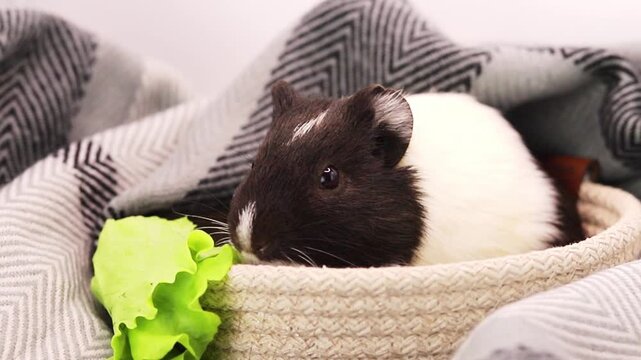 Small black and white guinea pig sitting inside a comfy fabric basket while eating a crisp piece of green lettuce under a patterned blanket in the morning light