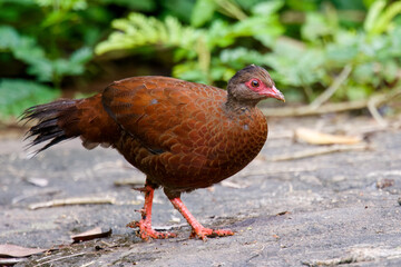 Obraz premium Red Spurfowl from Western Ghats