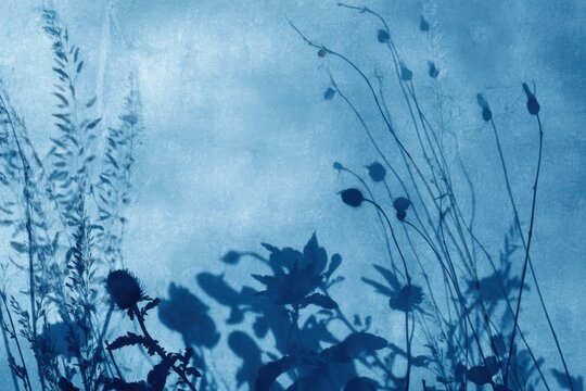Soft-focus silhouettes of untamed plants fading into a hazy, atmospheric background